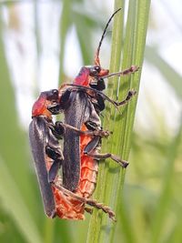 Close-up of insect on plant