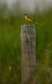 Close-up of bird perching on wooden post