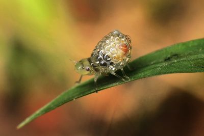 Close-up of insect on leaf