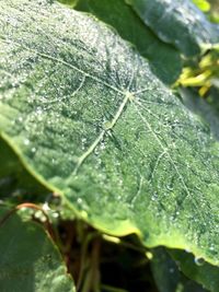 Close-up of raindrops on leaf