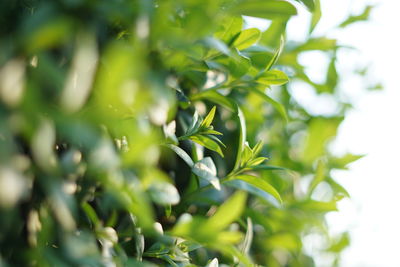 Close-up of fresh green leaves