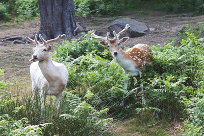 Deer standing in forest