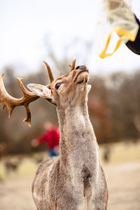 Close-up of deer fed with vegetables 