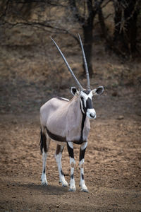 Gemsbok stands on stony ground by trees