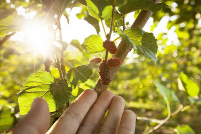 Close-up of hand holding plant