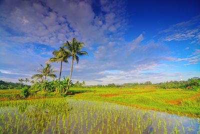 Scenic view of agricultural field against sky