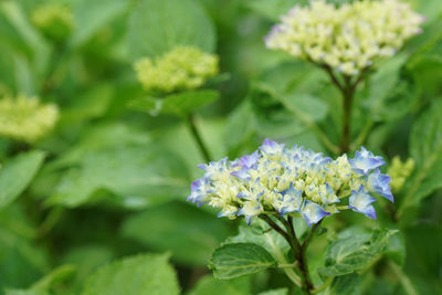 Close-up of purple flowering plant