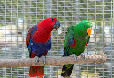 Red and green sun conure parrot eat feed on branch, pet and animal concept