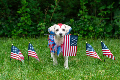 Flag with dog on grass