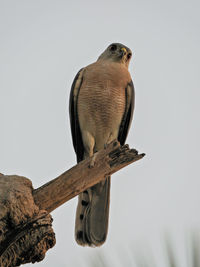 Low angle view of bird perching on tree against sky