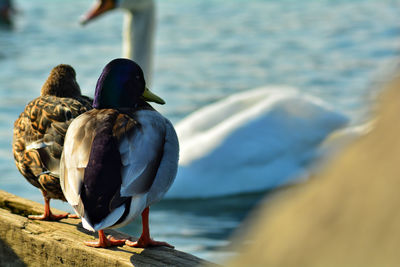 Close-up of duck
