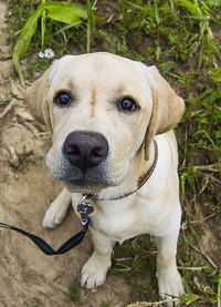 Close-up portrait of dog