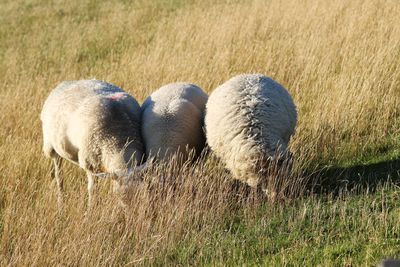 View of sheep grazing in field