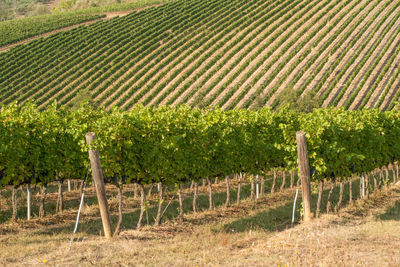 Scenic view of agricultural field