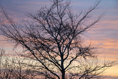 Low angle view of silhouette bare tree against sky at sunset