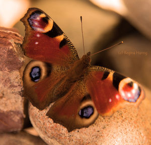 Close-up of butterfly