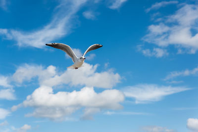 Low angle view of seagull flying against sky