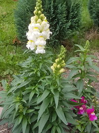 Close-up of white flowering plants in park