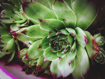 Close-up of succulent plant