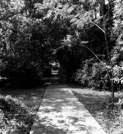 View of trees in park