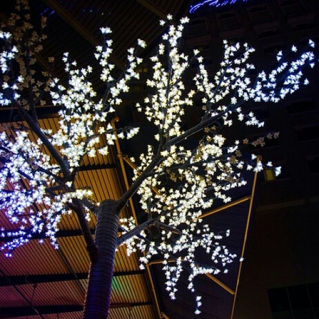 low angle view, architecture, built structure, lighting equipment, building exterior, flower, tree, illuminated, decoration, branch, hanging, night, street light, growth, no people, outdoors, sky, freshness, building