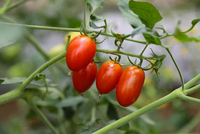 Close-up of tomatoes on plant