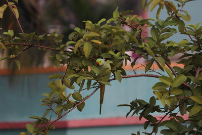 Close-up of berries growing on tree