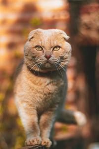 Close-up portrait of a cat looking away