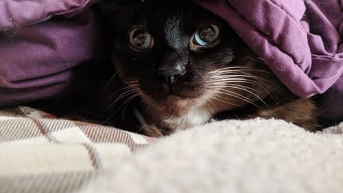 Close-up portrait of a cat