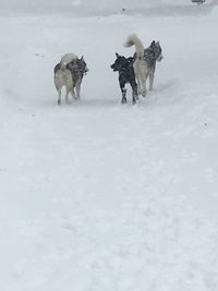 View of dogs on snow covered field