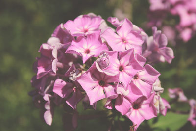 Close-up of pink flowers blooming outdoors