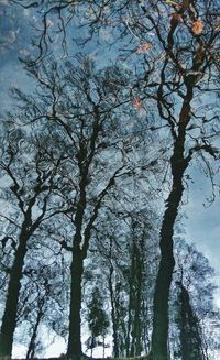 Low angle view of trees against sky