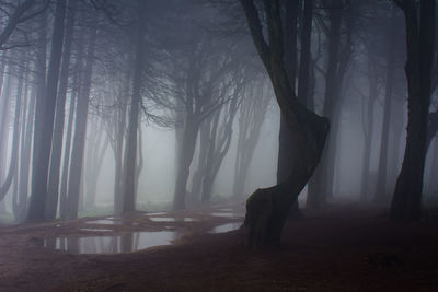 Panoramic shot of trees in forest