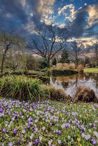 Purple flowering plants by lake against sky