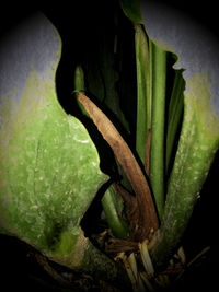 High angle view of vegetables