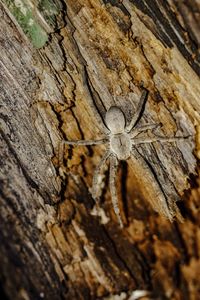 Close-up of spider on tree trunk