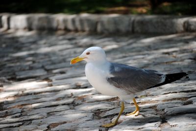 Croatian seagull 