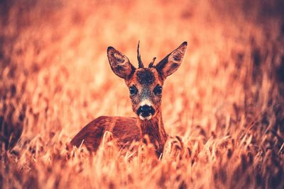 Portrait of deer on grass