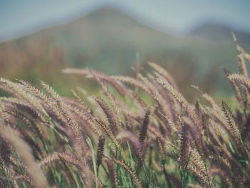 Close-up of crop growing on field