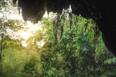 Sunlight streaming through wet trees in forest