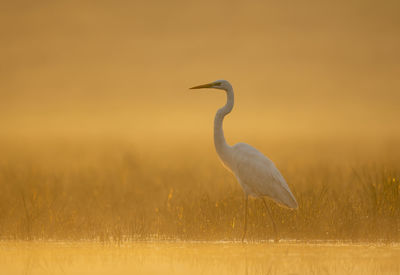 Great white heron in sunrise in misty morning