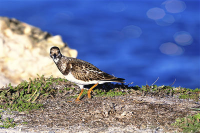 Close-up of bird in water