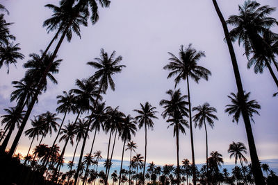 Low angle view of palm trees against sky