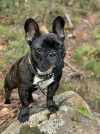 Portrait of black dog standing on rock