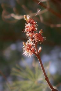 Close-up of wilted plant