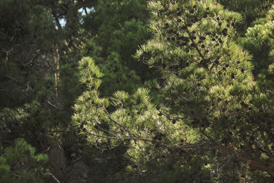 Close-up of tree in forest