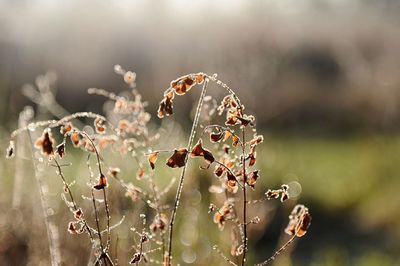 Close-up of wilted plant