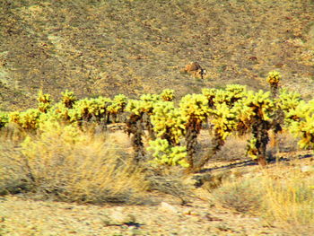 View of a field of a forest