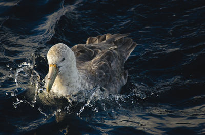 Antarctic giant petrel roaming around antarctica