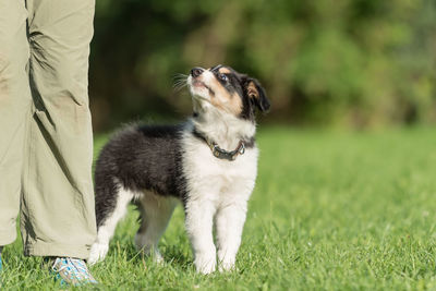 Dog standing on field